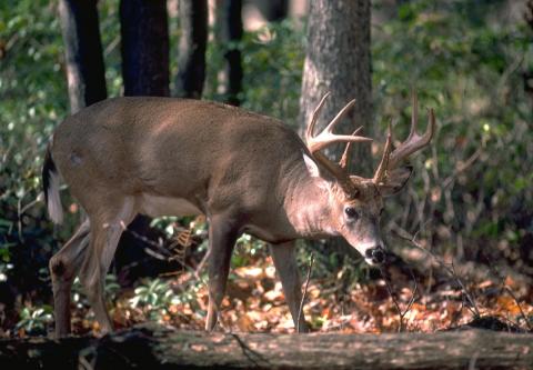 whitetail grazine